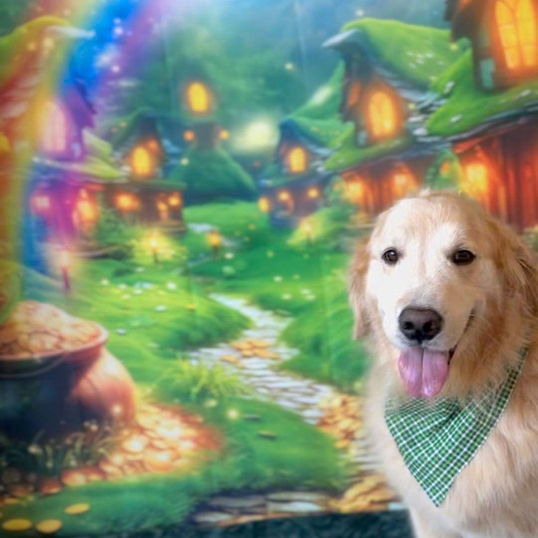 Limerick, PA Dog Grooming